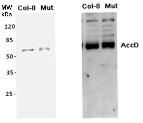 Western blot using anti-ACCase antibodies